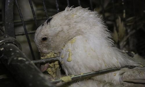 Pétition pour avoir le droit de filmer dans les salles de gavage des canards et des oies