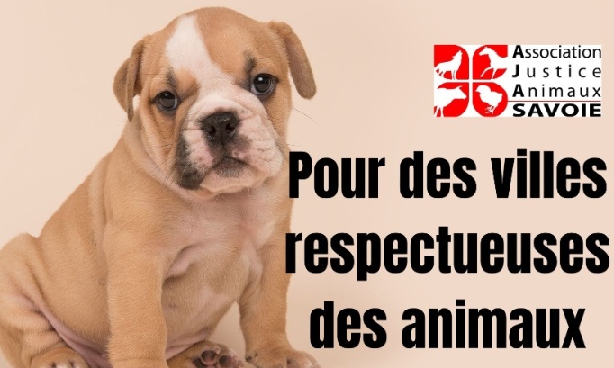 Pour que les futures maires prennent en compte la condition animale