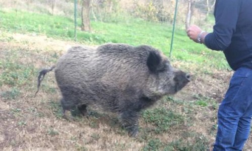 Pour sauver chouquette le sanglier