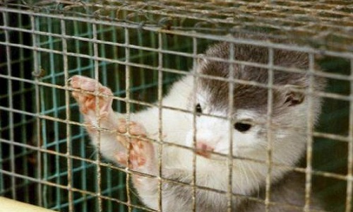Les animaux dans des cages