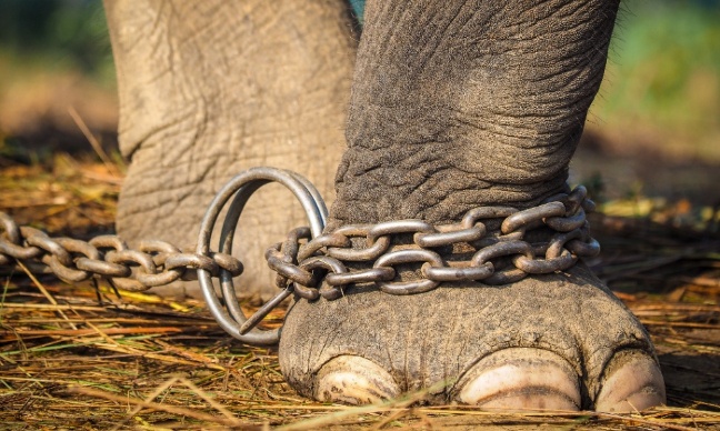 Pétition pour mettre fin à la crise mondiale du trafic d'espèces sauvages