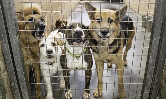 Pour des refuges sûrs pour les animaux abandonnés