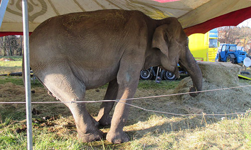 Pour interdire l'exhibition de l'éléphante Maya à Clermont-Ferrand