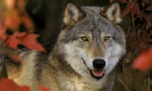 Oui à l'augmentation des quotas de tir des loup