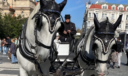 Stop à l'exploitation des chevaux à Prague !