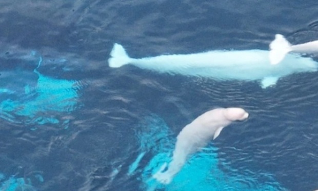 Stop à l'euthanasie des bélugas : agissons pour eux !