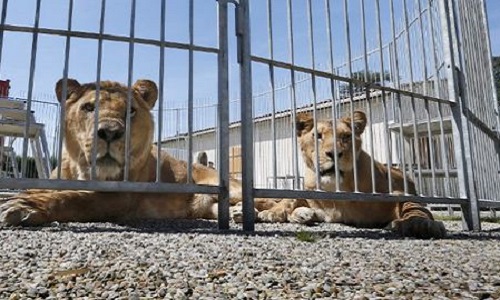 Non au cirque avec animaux sauvages à Buchelay !