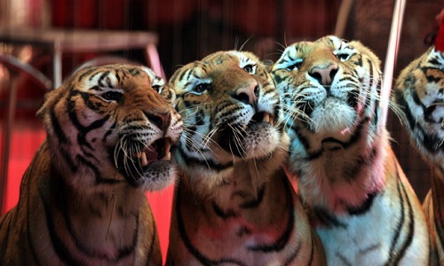 Non aux cirques avec animaux sauvages à Flins-sur-Seine !