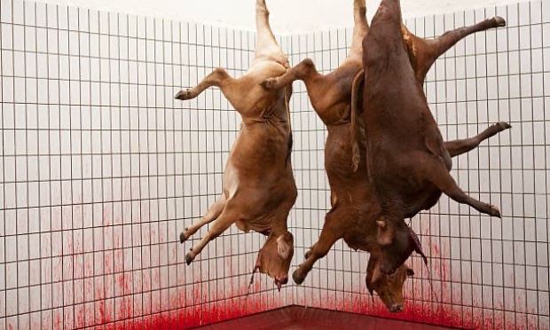 Abolition de la barbarie dans les abattoirs