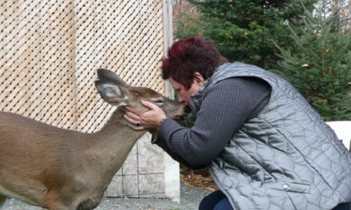 Agents de la Faune du Québec...Un peu de bons sens SVP !! Retournez Mya à sa famille !