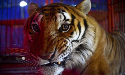 Non aux cirques avec animaux à Rouen