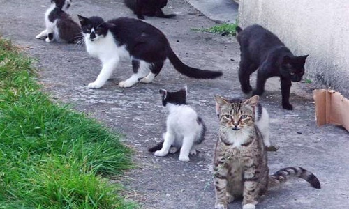 Contre les captures de chats errants au pays de Lorient
