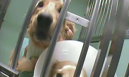 Le téléthon de l'horreur