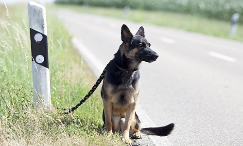 Contre la maltraitance animale