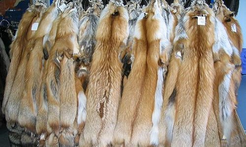 Stop à la fourrure dans nos vêtements