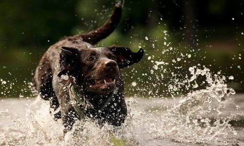 Pour le retrait des cendres brutes et l'amélioration générale de la qualité des croquettes !