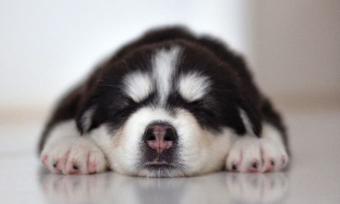 NON au salon du chiot de Chambéry !