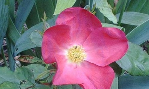 Le PS ce n'est pas la Gauche !