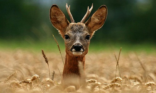 Euthanasier une biche qui est apprivoisée