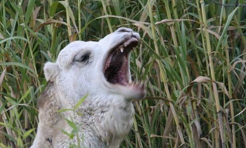 Stop au cirque Muller et condamnation pour mauvais traitements sur leurs animaux