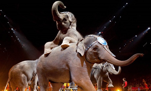 Interdisez les spectacles avec animaux dans la ville de Sens