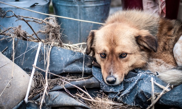 250 animaux morts dans un élevage clandestin en Espagne : exigeons de lourdes sanctions !