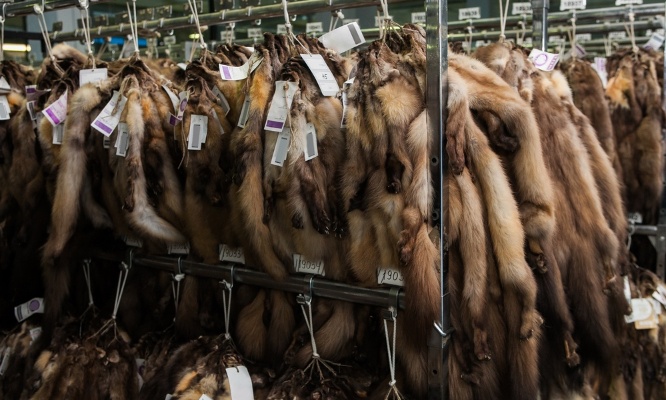 Stop à la cruauté animale : agissons maintenant !