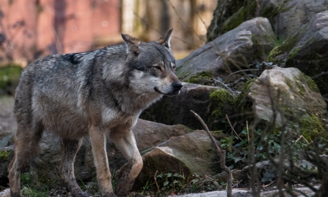 Sauvons les loups présents en France, avant qu’il ne soit trop tard !
