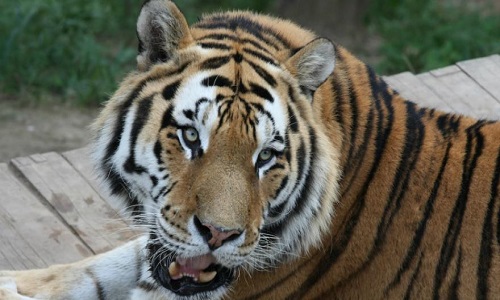 La fin du business de l'aphrodisiaque sur les tigres