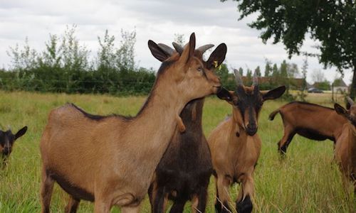 Animaux en souffrance