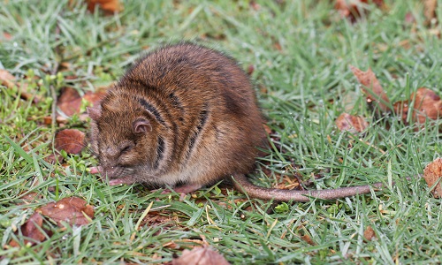 STOP à la chasse aux rats, des êtres vivants !