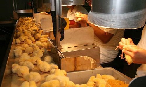 Contre le broyage des poussins !