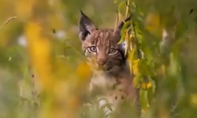 Stop au braconnage des lynx !