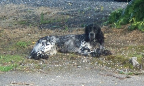 Sortir Loulou, le chien, des griffes de la SPA !
