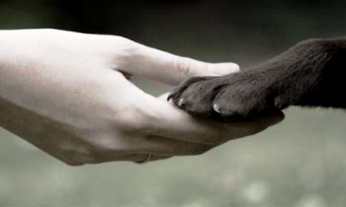 Pour une vrai déclaration des droits des animaux