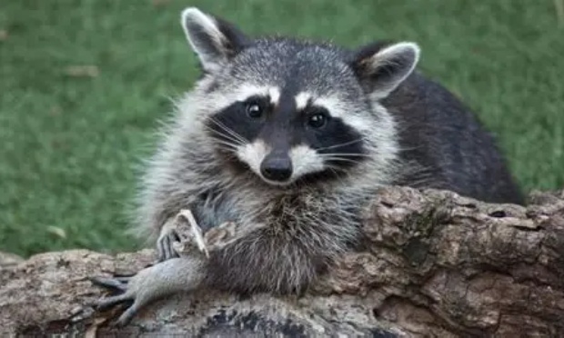 Pour la légalisation de l'adoption des ratons laveurs