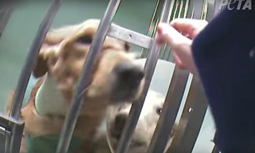 Contre les tests sur les chiens !