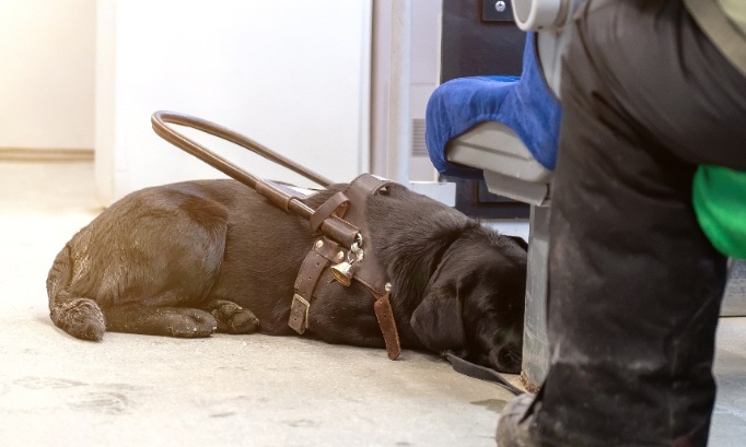Stop à la maltraitance des animaux de compagnie dans les transports