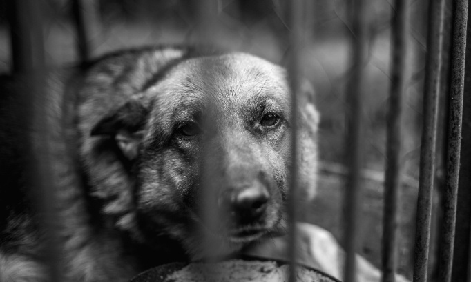 Pour des peines plus sévères contre la maltraitance