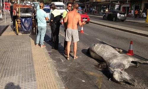 Libérez les chevaux de calèche de leur vie misérable/ poner fin a la esclavitud de los caballos de carruajes
