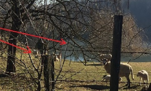 Halte à la mise en danger des moutons et agneaux au lieu-dit « le melay » à saint-romain-en-gal (69) - stop à cette unique décharge à poubelles du Rhône !
