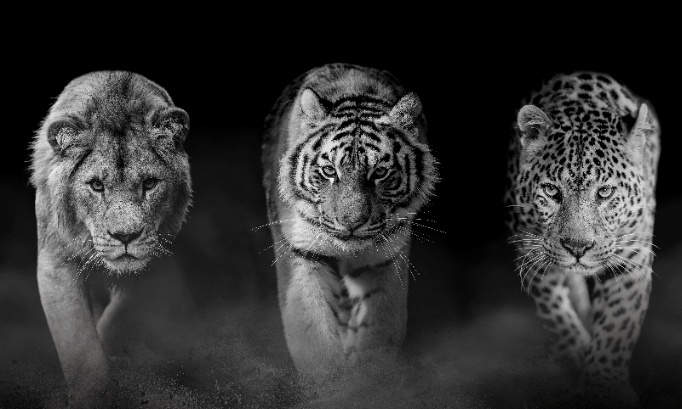 Stop à la chasse des animaux en voie de disparition !