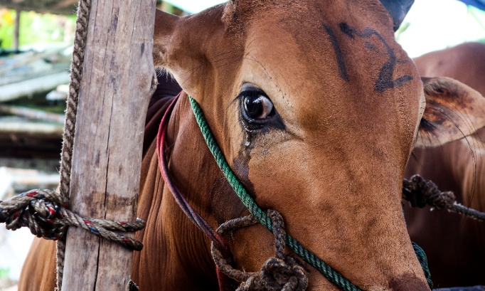 Stop à la souffrance animale causée par l'homme