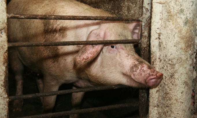 Pour l'interdiction de la cruauté envers les animaux