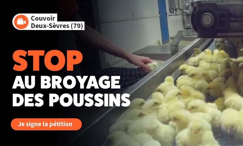 Mettons fin au broyage de tous les poussins