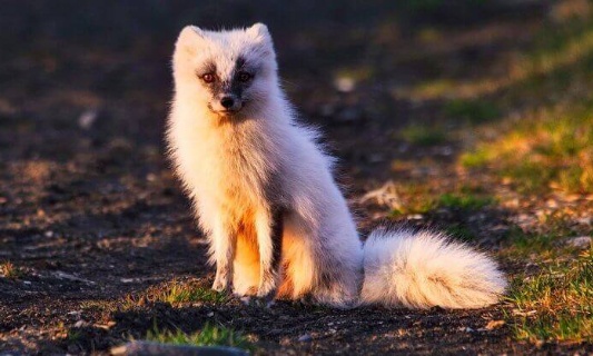 Vers la fin de l'élevage et tueries des animaux à fourrure en Pologne.