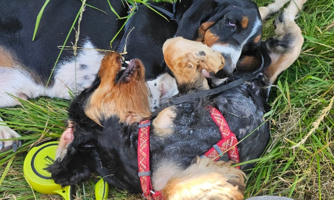 Mettons fin aux élevages consanguins : protégeons nos chiens !