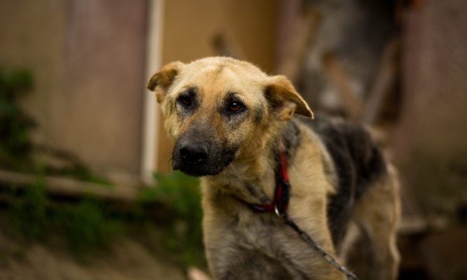 Stop à la maltraitance des animaux en France !