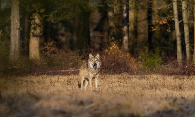 Le loup, un animal en sursis