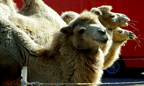 Contre l'exposition des animaux